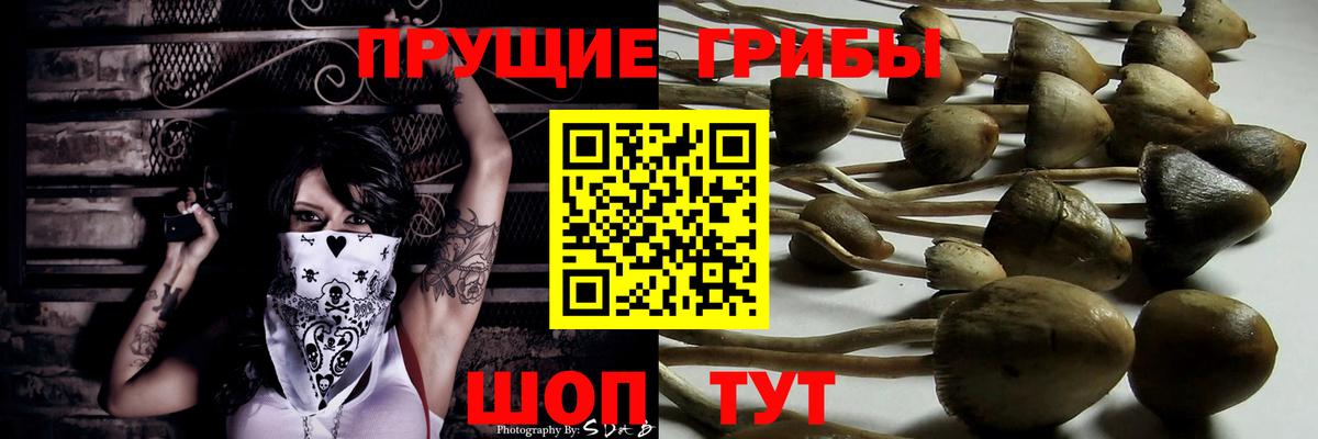 Псилоцибиновые грибы прущие грибы  Псилоцибиновые грибы мицелий  закладки  Вход с VPN  Миллерово 